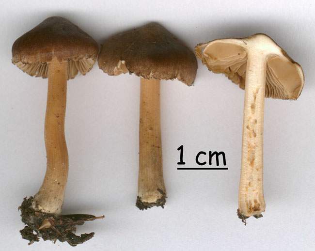 Inocybe tenerella